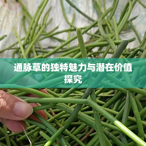 通脈草的獨(dú)特魅力與潛在價(jià)值探究