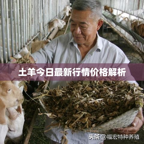土羊今日最新行情價格解析