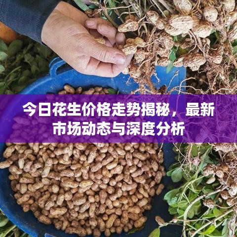 今日花生價格走勢揭秘，最新市場動態(tài)與深度分析