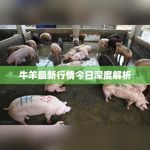 牛羊最新行情今日深度解析