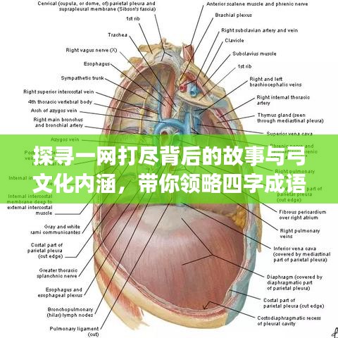 探尋一網(wǎng)打盡背后的故事與弓文化內(nèi)涵，帶你領(lǐng)略四字成語的魅力