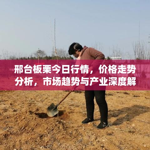 邢臺板栗今日行情，價格走勢分析，市場趨勢與產(chǎn)業(yè)深度解讀