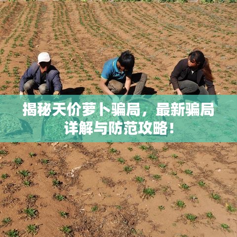 揭秘天價(jià)蘿卜騙局，最新騙局詳解與防范攻略！