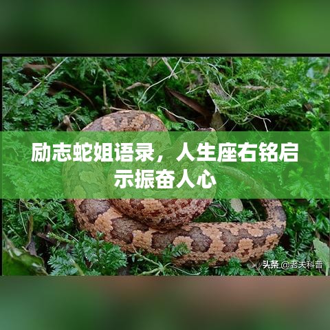 勵(lì)志蛇姐語(yǔ)錄，人生座右銘啟示振奮人心