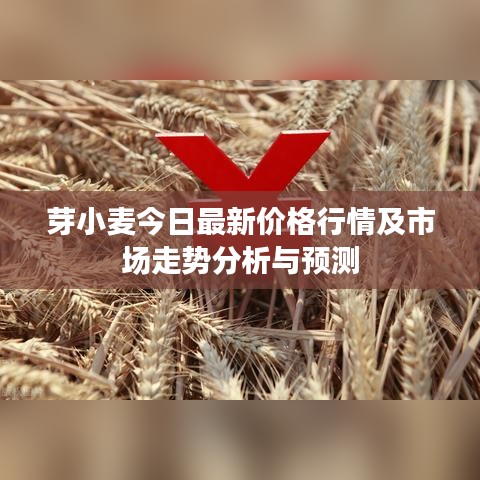芽小麥今日最新價(jià)格行情及市場走勢(shì)分析與預(yù)測(cè)