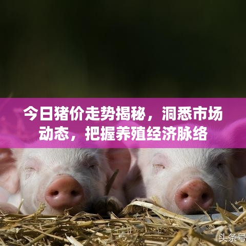 今日豬價走勢揭秘，洞悉市場動態(tài)，把握養(yǎng)殖經(jīng)濟脈絡