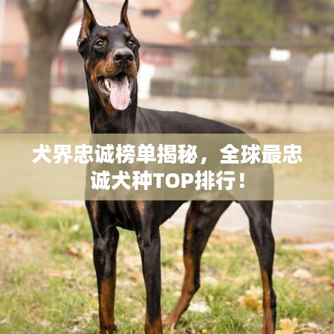 犬界忠誠榜單揭秘，全球最忠誠犬種TOP排行！