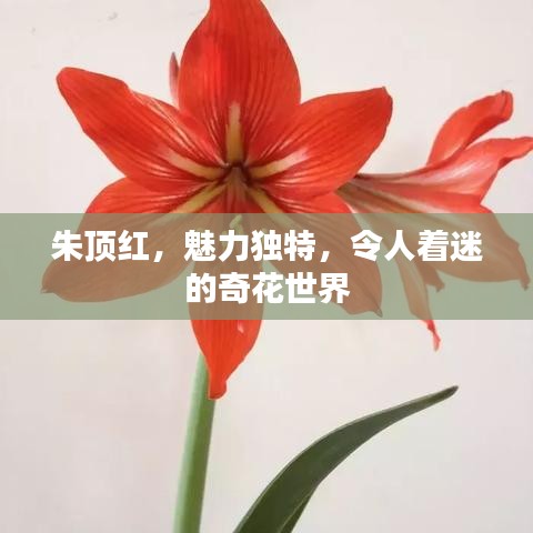 朱頂紅，魅力獨(dú)特，令人著迷的奇花世界