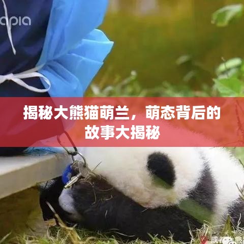 揭秘大熊貓萌蘭，萌態(tài)背后的故事大揭秘