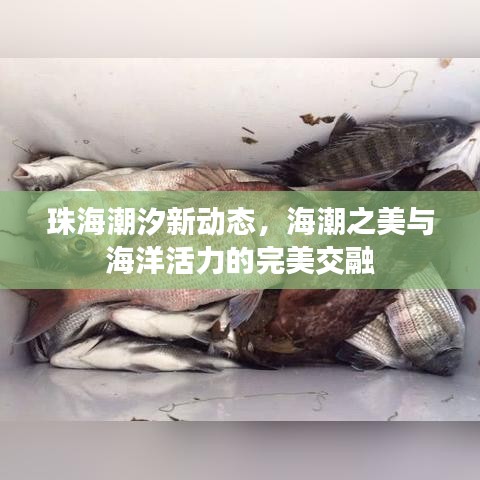 珠海潮汐新動態(tài)，海潮之美與海洋活力的完美交融