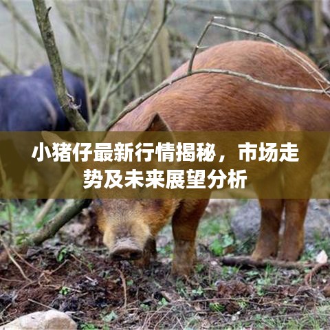 小豬仔最新行情揭秘，市場走勢及未來展望分析