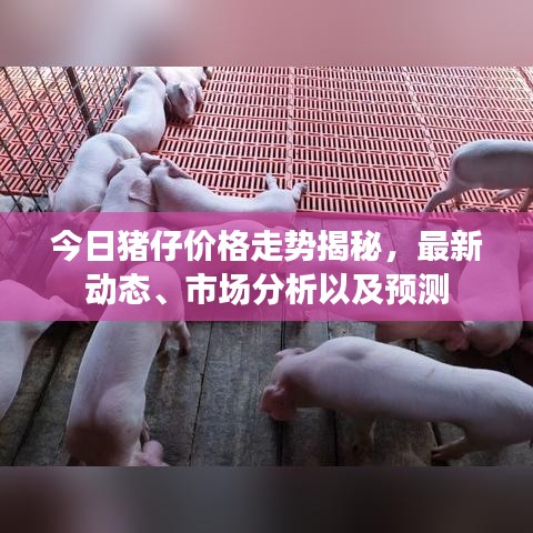 今日豬仔價格走勢揭秘，最新動態(tài)、市場分析以及預(yù)測