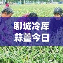 聊城冷庫(kù)蒜薹今日行情，最新價(jià)格、市場(chǎng)走勢(shì)及影響因素深度解析