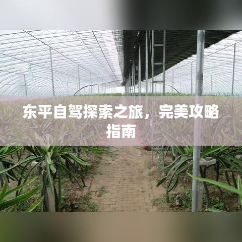 東平自駕探索之旅，完美攻略指南