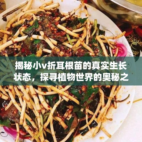 揭秘小v折耳根苗的真實(shí)生長(zhǎng)狀態(tài)，探尋植物世界的奧秘之旅