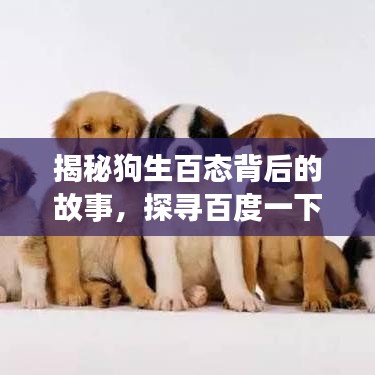 揭秘狗生百態(tài)背后的故事，探尋百度一下揭示的狗狗生活拉之秘