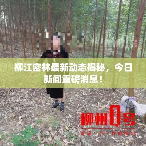 柳江密林最新動態(tài)揭秘，今日新聞重磅消息！