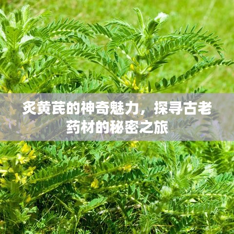 炙黃芪的神奇魅力，探尋古老藥材的秘密之旅