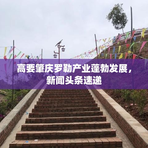 高要肇慶羅勒產(chǎn)業(yè)蓬勃發(fā)展，新聞頭條速遞