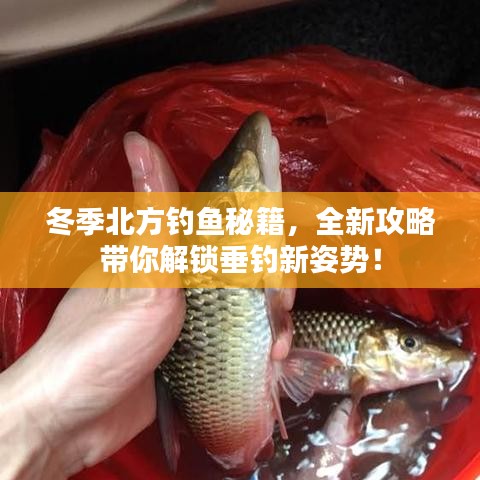 冬季北方釣魚秘籍，全新攻略帶你解鎖垂釣新姿勢！