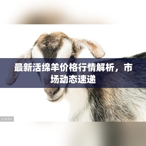 最新活綿羊價格行情解析，市場動態(tài)速遞