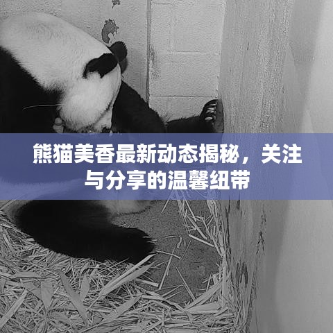 熊貓美香最新動態(tài)揭秘，關(guān)注與分享的溫馨紐帶