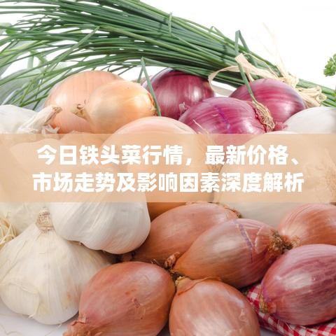 今日鐵頭菜行情，最新價格、市場走勢及影響因素深度解析
