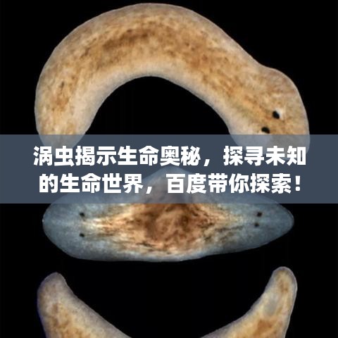 渦蟲揭示生命奧秘，探尋未知的生命世界，百度帶你探索！