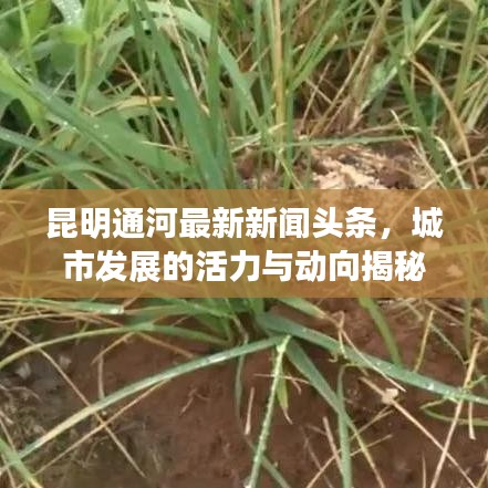 昆明通河最新新聞?lì)^條，城市發(fā)展的活力與動(dòng)向揭秘
