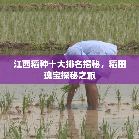 江西稻種十大排名揭秘，稻田瑰寶探秘之旅