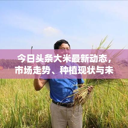 今日頭條大米最新動態(tài)，市場走勢、種植現(xiàn)狀與未來展望