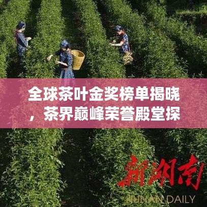 全球茶葉金獎榜單揭曉，茶界巔峰榮譽(yù)殿堂探尋