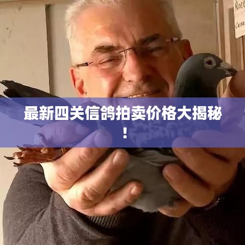 最新四關信鴿拍賣價格大揭秘！