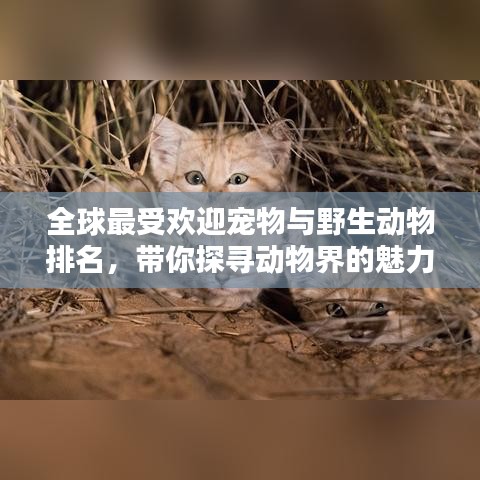 全球最受歡迎寵物與野生動物排名，帶你探尋動物界的魅力榜單！