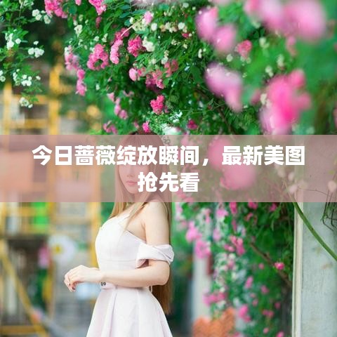 今日薔薇綻放瞬間，最新美圖搶先看