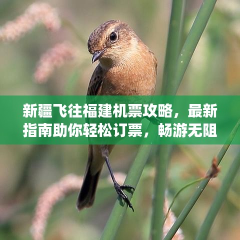 新疆飛往福建機(jī)票攻略，最新指南助你輕松訂票，暢游無(wú)阻！