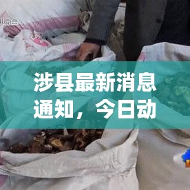 涉縣最新消息通知，今日動(dòng)態(tài)揭秘