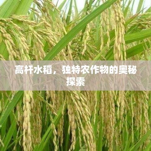 高桿水稻，獨(dú)特農(nóng)作物的奧秘探索