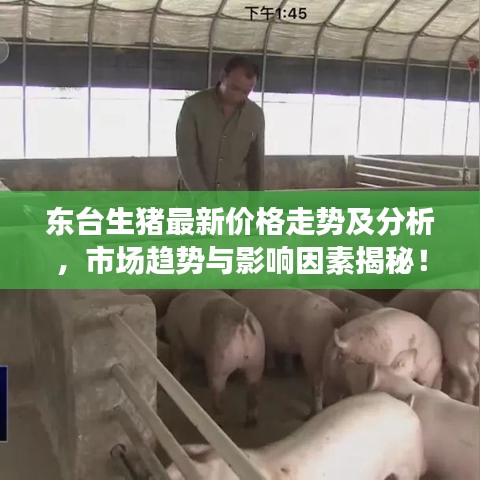 東臺生豬最新價格走勢及分析，市場趨勢與影響因素揭秘！
