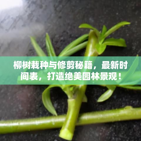 柳樹栽種與修剪秘籍，最新時(shí)間表，打造絕美園林景觀！