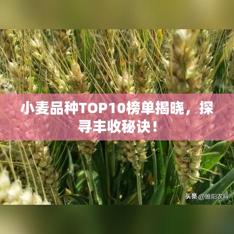 小麥品種TOP10榜單揭曉，探尋豐收秘訣！