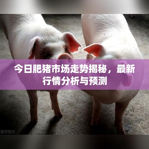 今日肥豬市場走勢揭秘，最新行情分析與預(yù)測