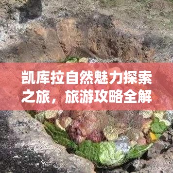 凱庫拉自然魅力探索之旅，旅游攻略全解析