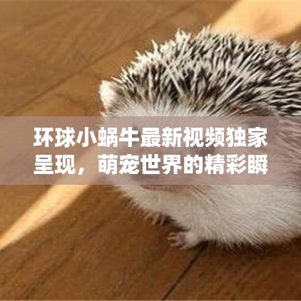 環(huán)球小蝸牛最新視頻獨(dú)家呈現(xiàn)，萌寵世界的精彩瞬間在線觀看