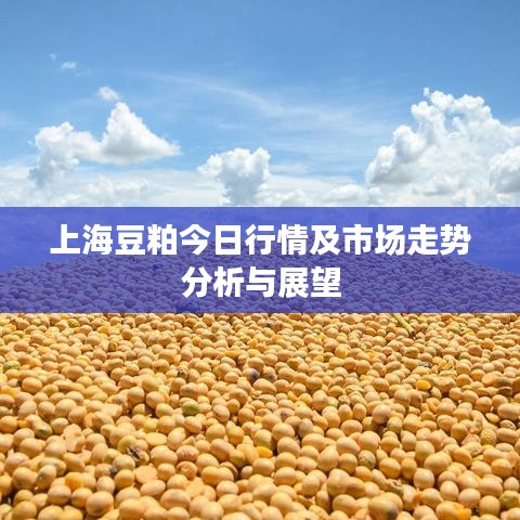 上海豆粕今日行情及市場(chǎng)走勢(shì)分析與展望
