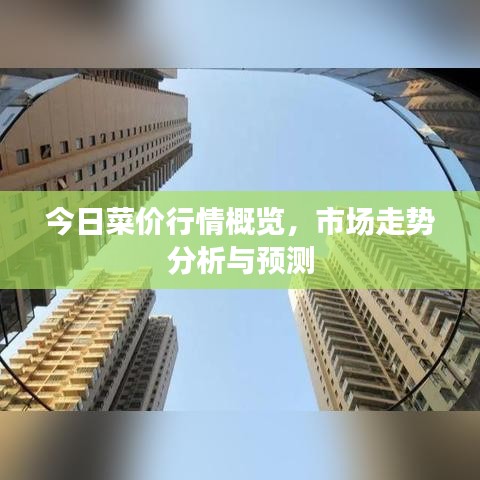 今日菜價行情概覽，市場走勢分析與預測