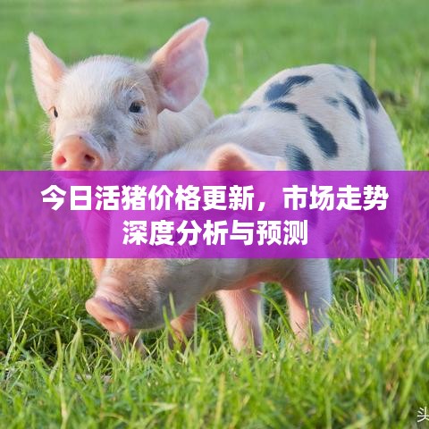 今日活豬價(jià)格更新，市場(chǎng)走勢(shì)深度分析與預(yù)測(cè)