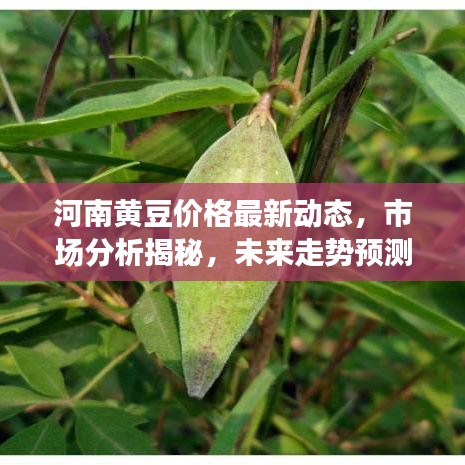 河南黃豆價格最新動態(tài)，市場分析揭秘，未來走勢預測