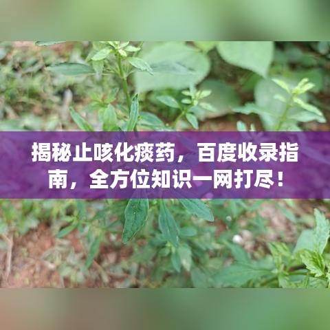 揭秘止咳化痰藥，百度收錄指南，全方位知識(shí)一網(wǎng)打盡！
