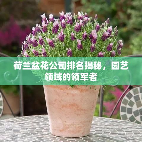 荷蘭盆花公司排名揭秘，園藝領(lǐng)域的領(lǐng)軍者